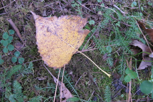 Cottonwood leaf ??? in a Midwestern garden in Autumn. Photo by Barbara Newhall