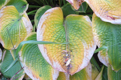 Hosta leaves dying back in autumn in a Midwestern garden. Photo by Barbara Newhall