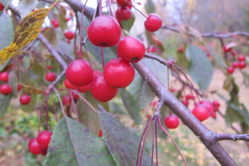 Autumn in the Midwest with bright red berries. Photo by Barbara Newhall