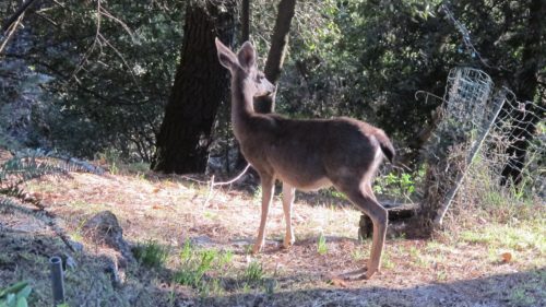 Gun owners -- many of them hunt deer like this one grazing in my back yard. Photo by Barbara Newhall