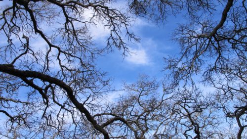 Olompali State Historic Park, CA, trees dying against a blue sky. Photo by Barbara Newhall.
