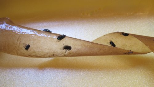 Dead flies caught on sticky fly paper. They didn't live long. Photo by Barbara Newhall
