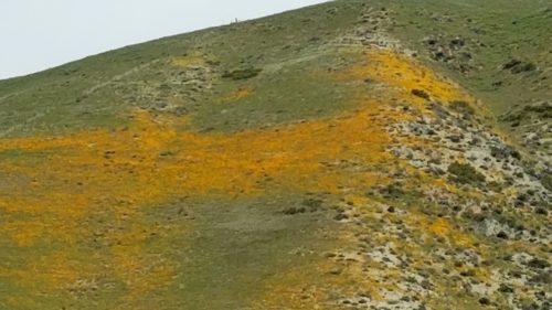 Spring bloom of California Golden Poppies on a hillside on California's Grapevine in the Tehachapi Mountains. Photo by Barbara Newhall