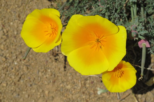 California Golden Poppies growing in Lucas Valley, Calfornia, at Big Rock. Photo by Barbara Newhall