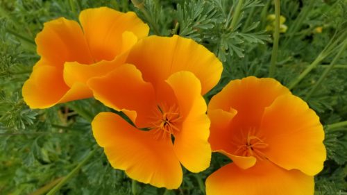 Golden Poppies bursting out all over California in spring 2019 after a heavy rain winter, these in a Berkeley front yard. Photo by Barbara Newhall