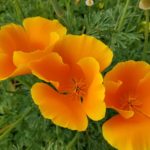 2019 poppies growing in April after a big rain winter. PHoto by Barbara Newhall