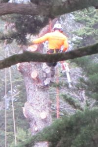 tree-trimmer with a buzz saw