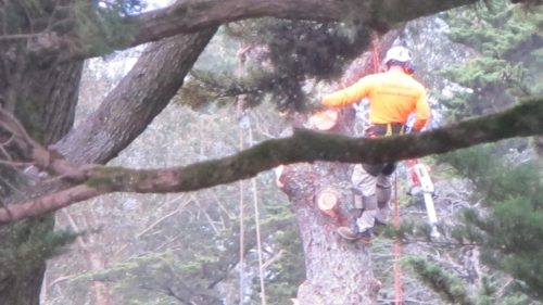 Buzz saw bliss -- a lumberjack-in-tree