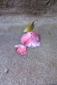 small-pleasures-a-fallen-camellia-blossom