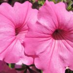 pink-petunia-blossoms