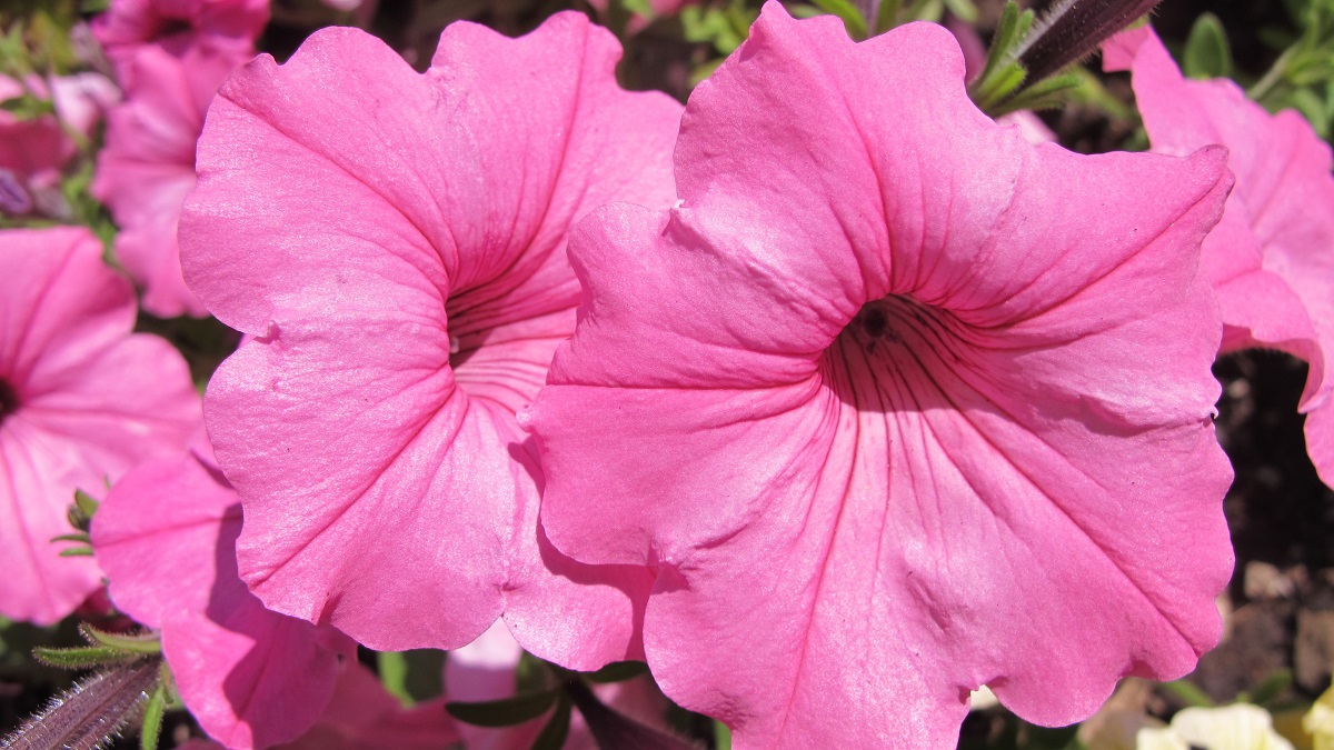 pink-petunia-blossoms
