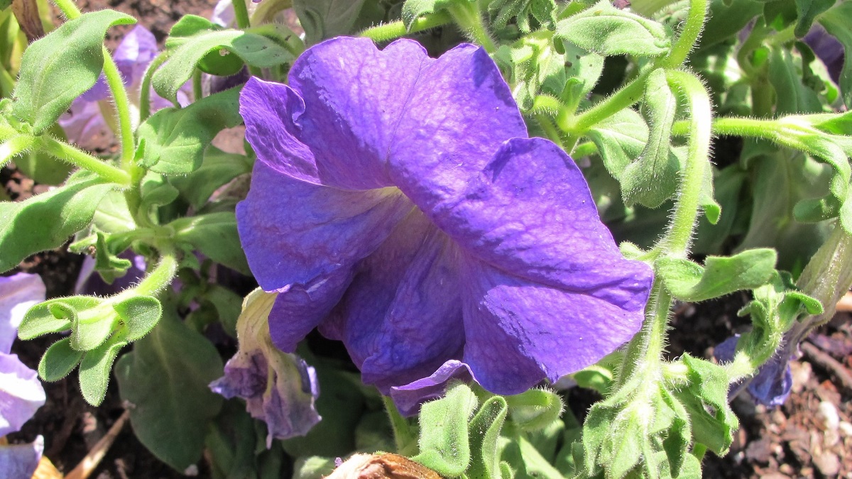 wilting-purple-petunia