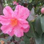 camellias-this-week