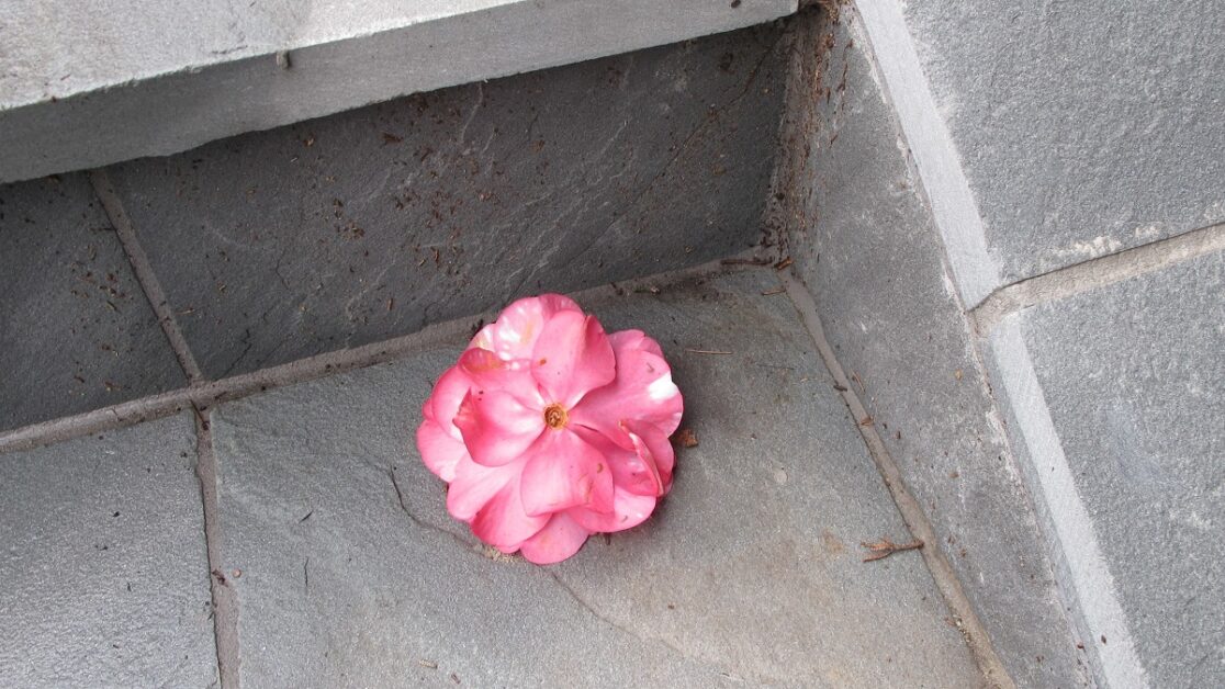 fallen-camellia-blossom