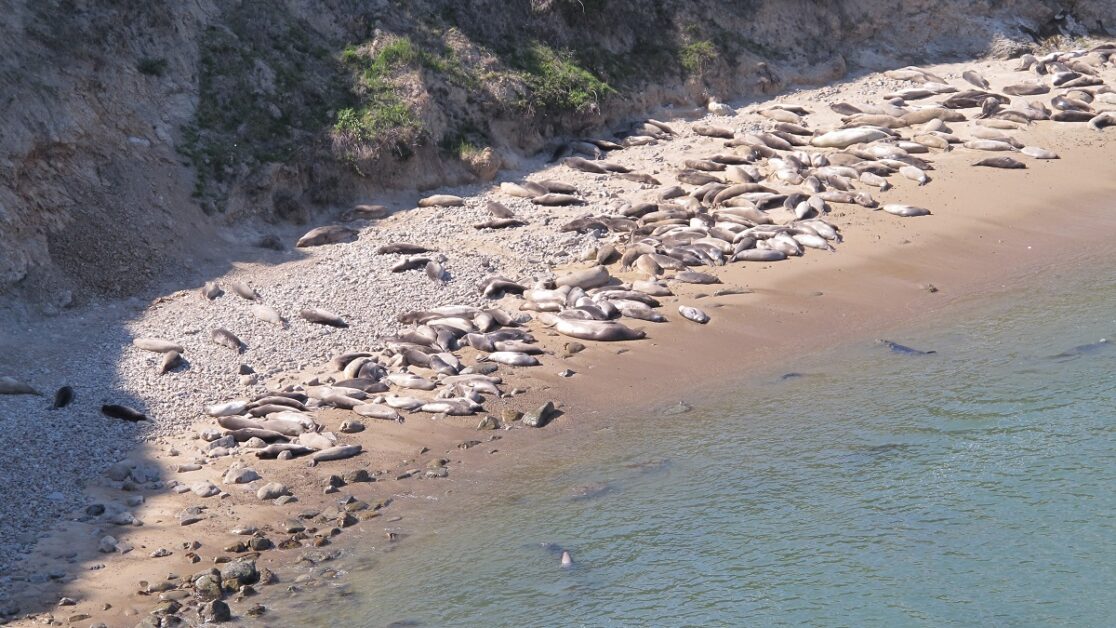 elephant-seal-pups-and-mothers-point-reyes 