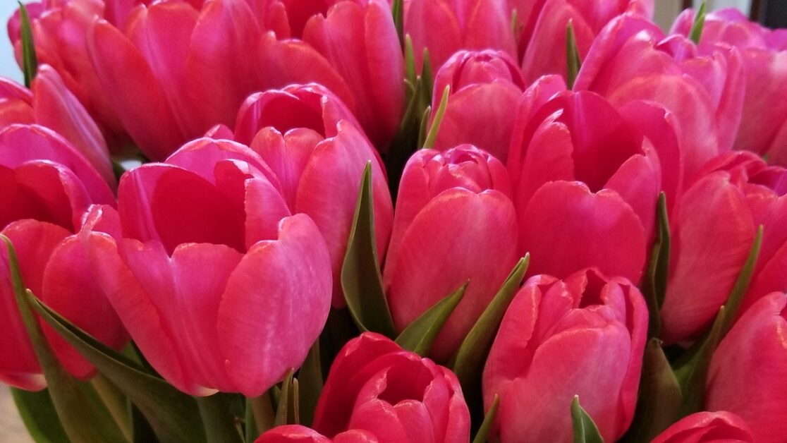 tulips-condolences send flowers