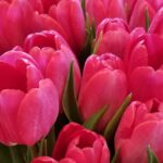 tulips-condolences