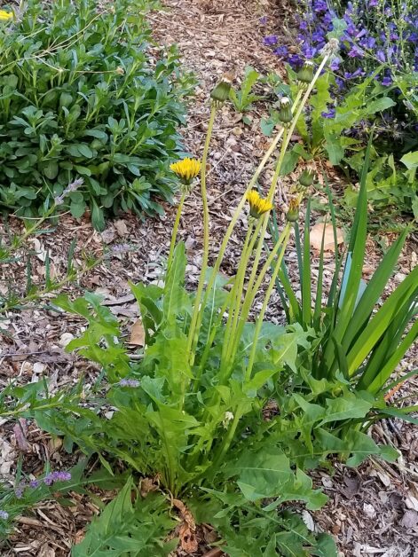 dandelion-growing-proudly-in-a-garden
