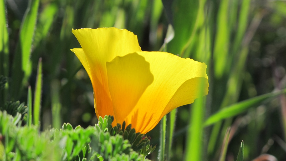 dancing makes me cry. taking photos in nature does not. California-poppy-side-view