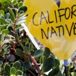 manzanita-arctostaphylos-Point-Reyes