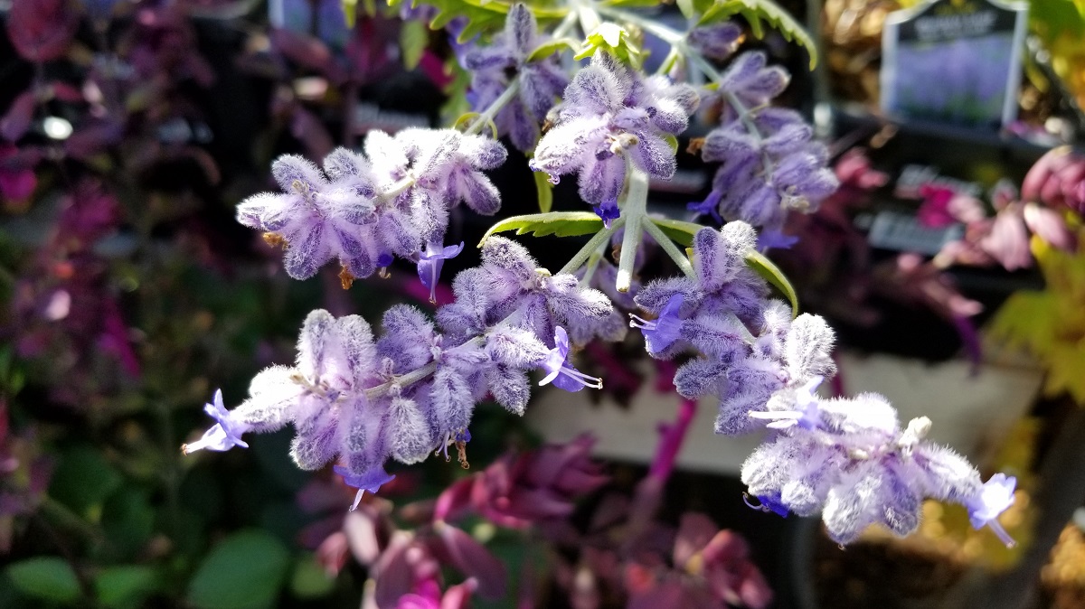 im turning 80 and hoping for beautiful salvia farinacea sallyfun deep ocean