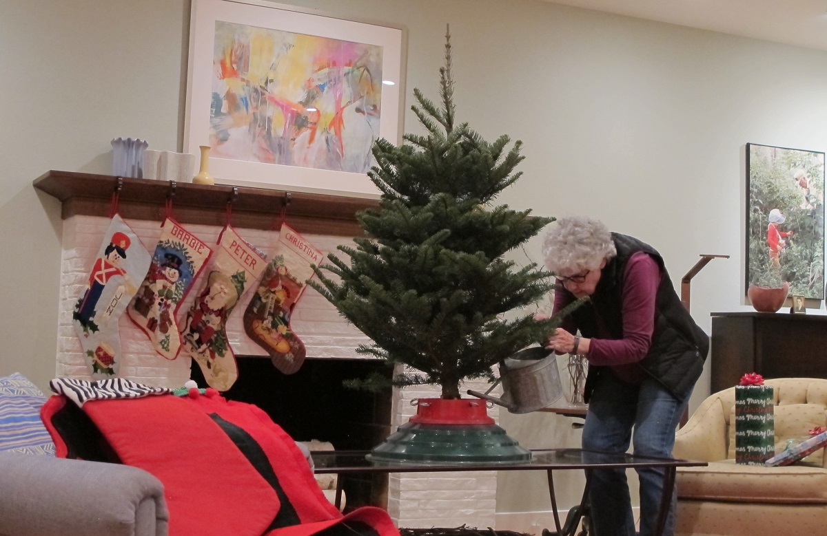 watering-the-Christmas-tree