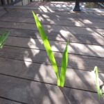 crocosmia-sprouting-through-a-deck