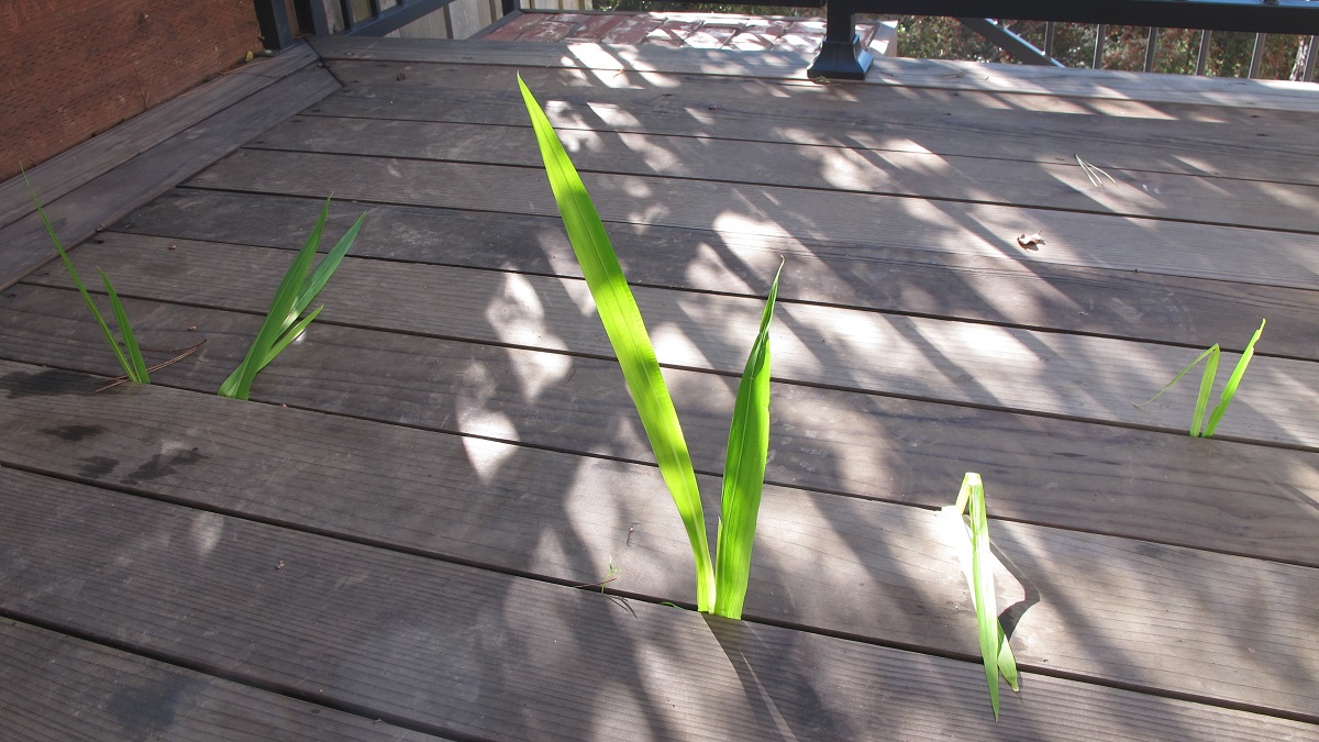 life goes on -- as with this crocosmia-sprouting-through-a-deck