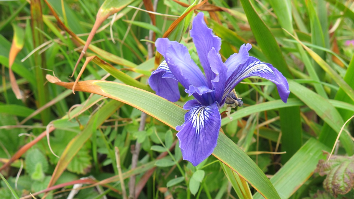 widowed-will-a-douglas-iris-grow-in-my-yard