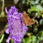 woodland-skipper-butterfly