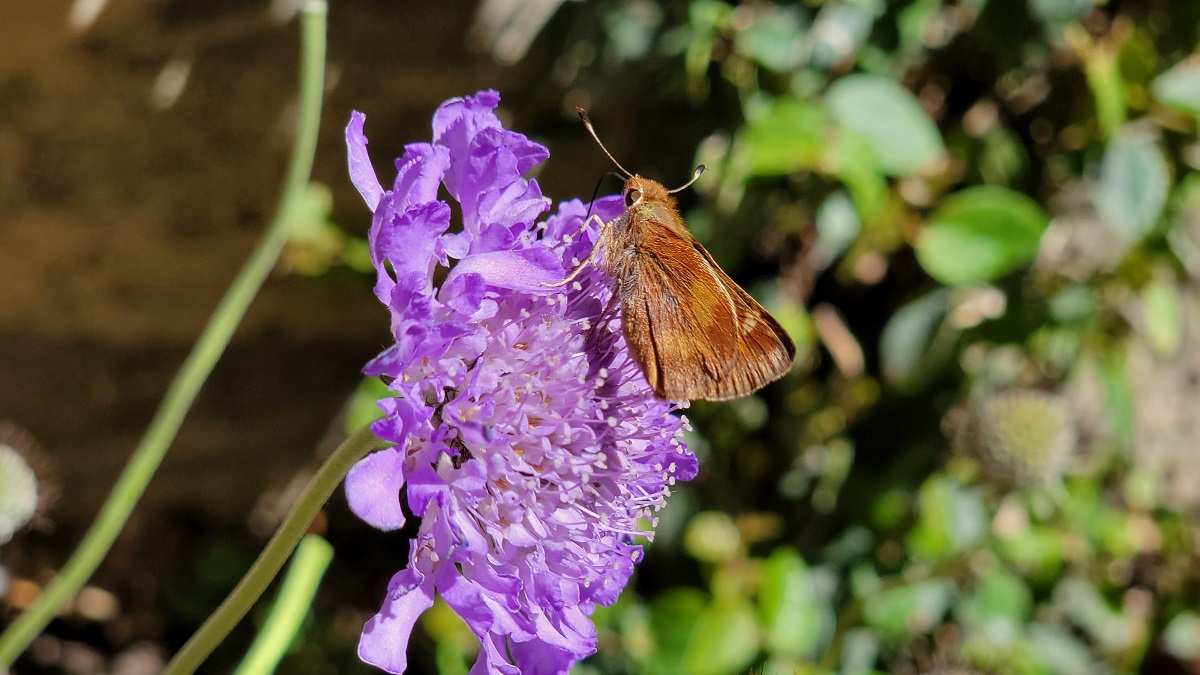 a pollinator in my pollinator garden a woodland-skipper-butterfly