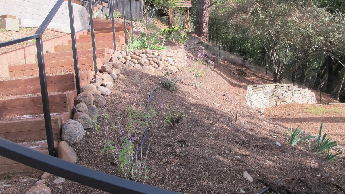 widowed-let-us-tend-our-garden drought-resistant-garden-slope