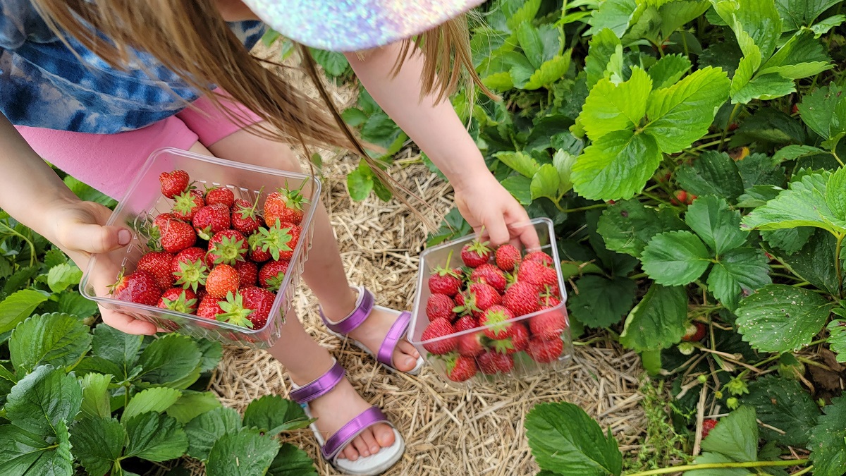 picking-strawberries. This happened in the time warp of grief