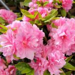 encore-autumn-carnation-azalea-2