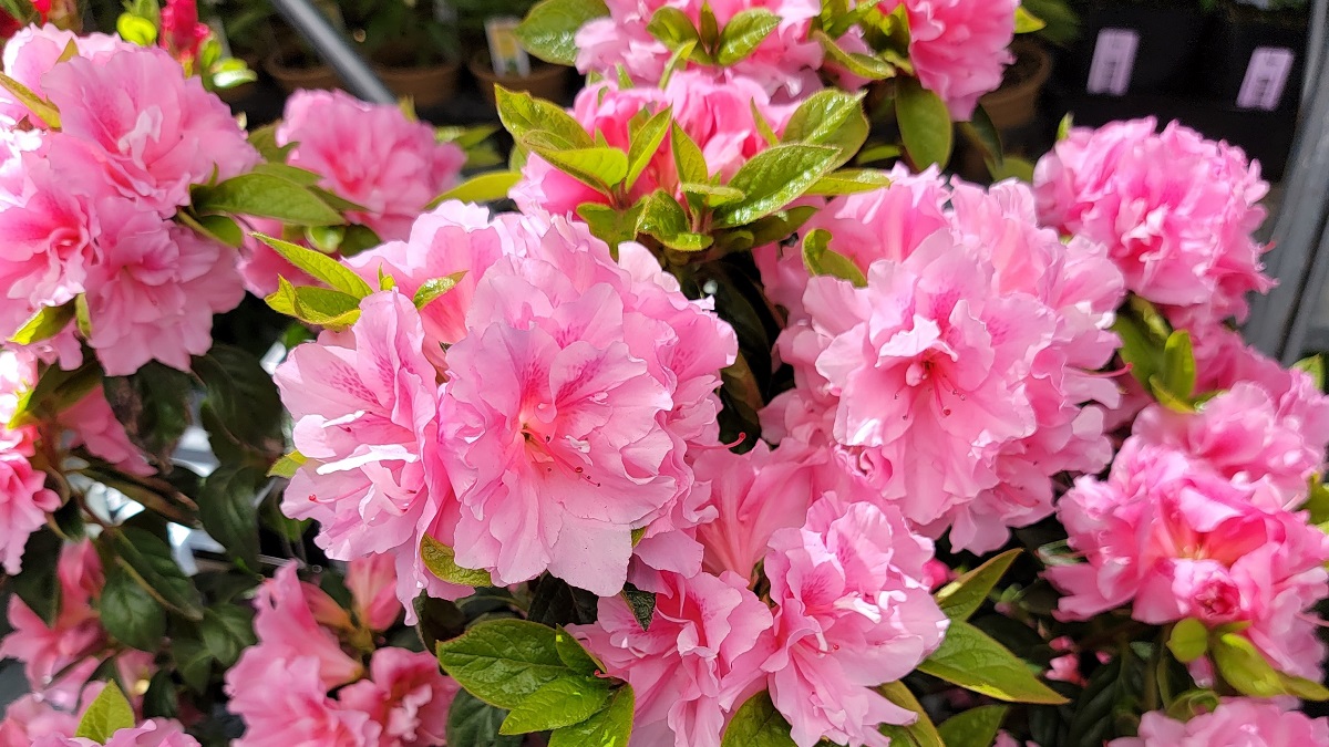 in defense of pink, specifically the encore-azalea-autumn-carnation