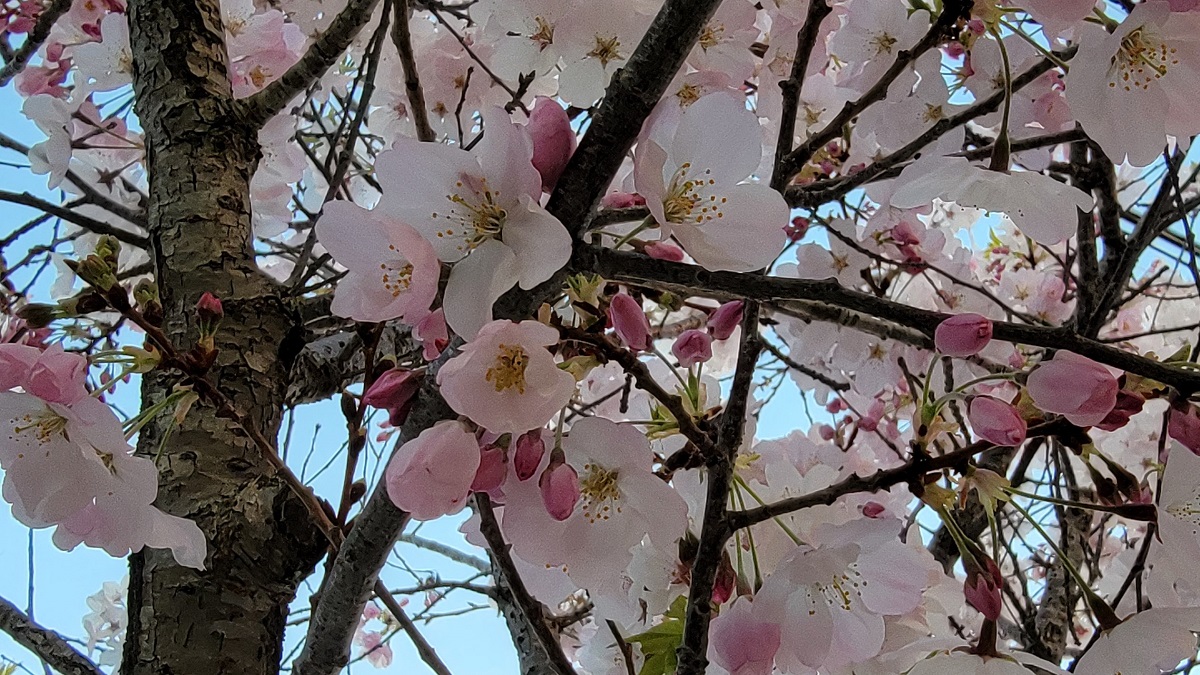 In defense of pink -- a pink-flowering-tree