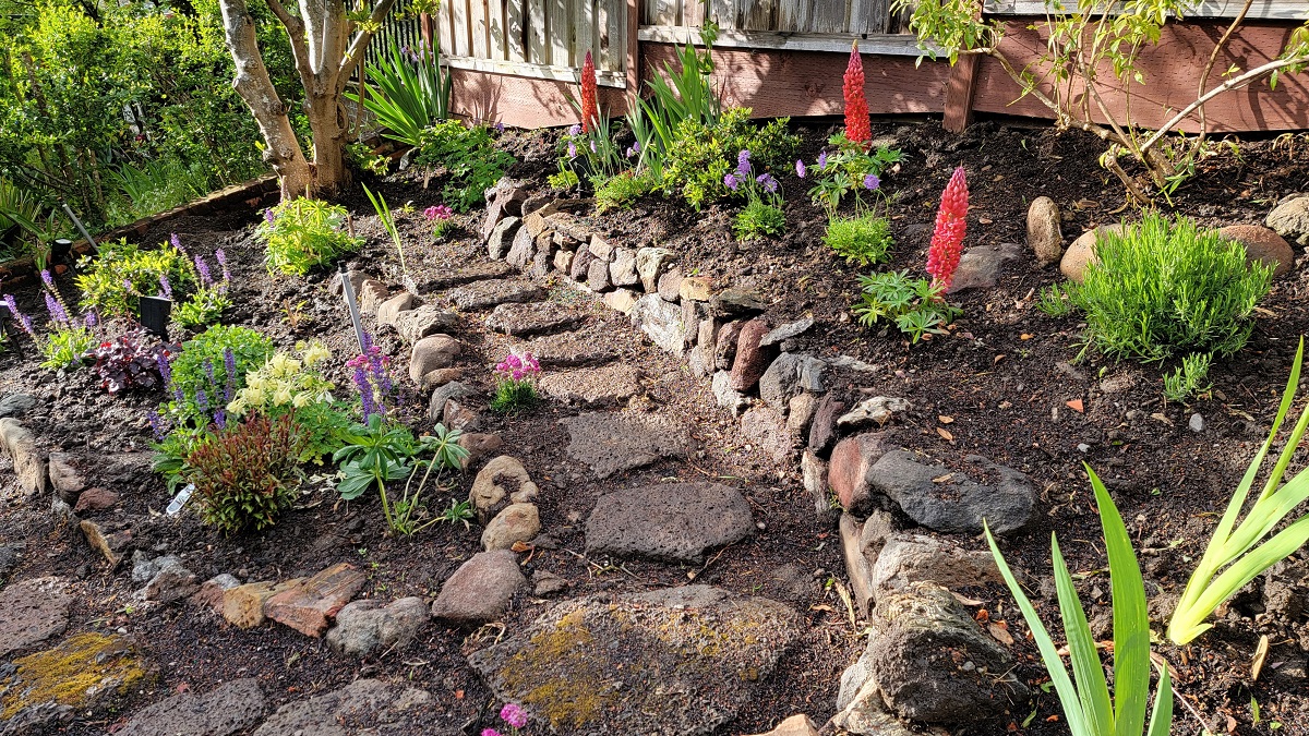 Newly-planted-garden-with-lava-rock-an unruly garden tamed