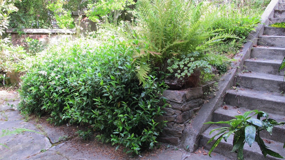 an unruly garden tamed before-remodel