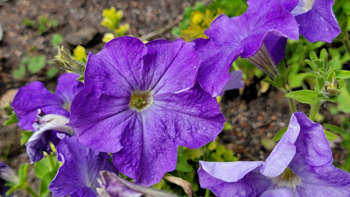 purple-Petunia-"Dreams"