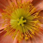 japanese-anemone-close-up