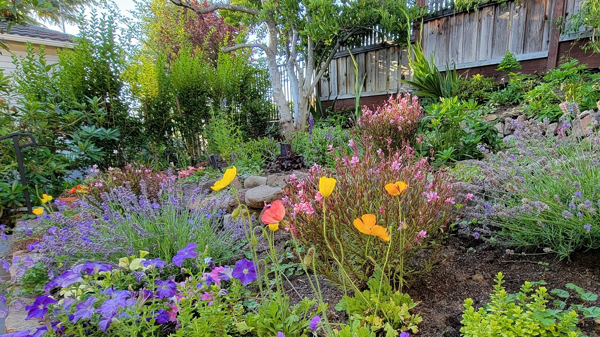my front yard -- it's a happening place with its lush-flower-garden