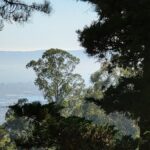 invasive-eucalyptus-in-california