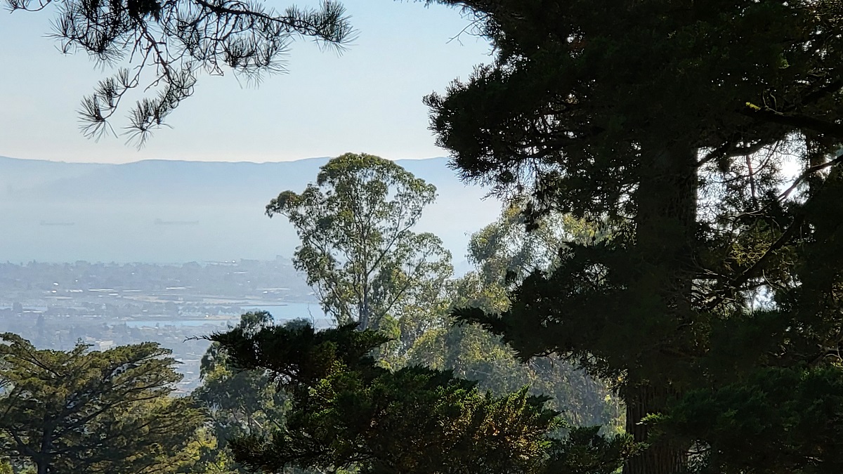 invasive-eucalyptus-in-california