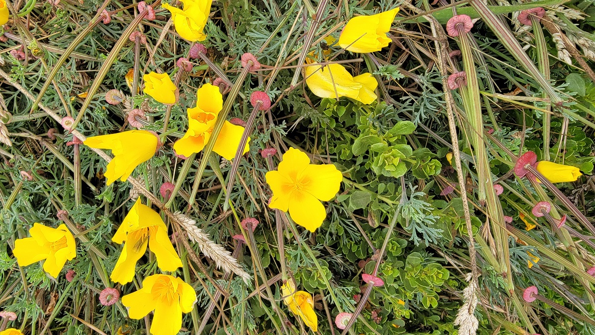 california-poppy-with-seed-pods-what-is-beauty