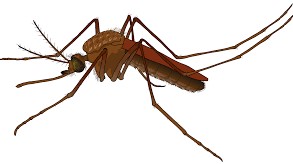 female-mosquito