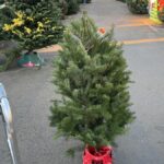 christmas-tree-home-depot