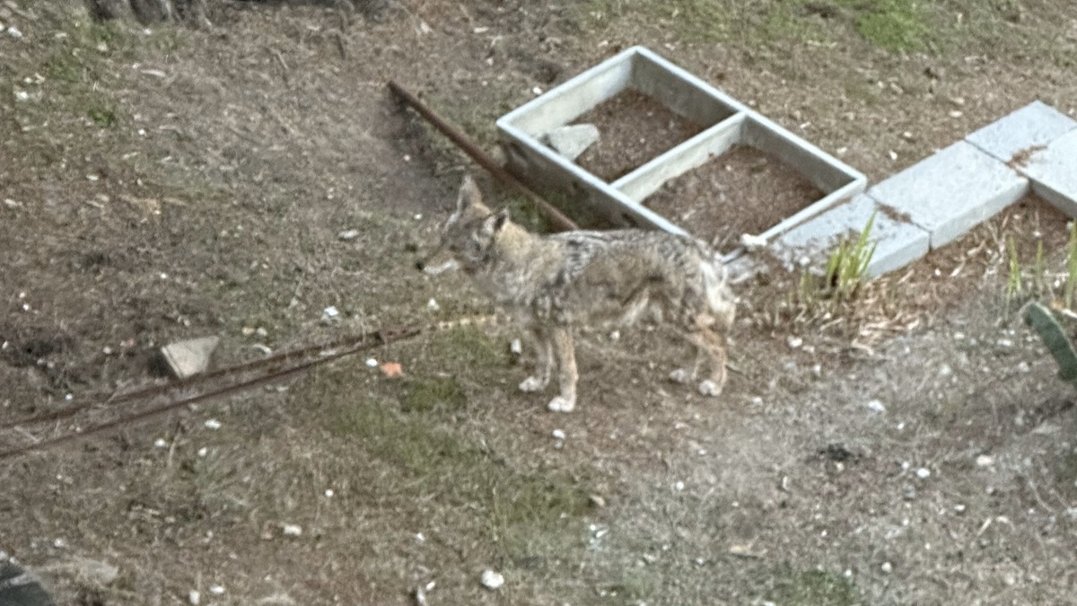 blood and guts in my back yard coyote-lurking-in-a-california-backyard