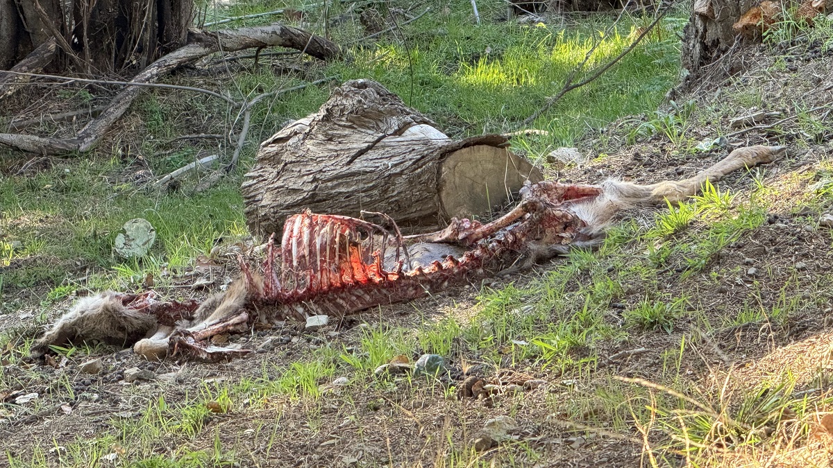 blood and guts in my backyard urban-deer-carcass