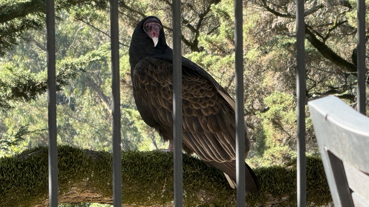 blood-and-guts-in-my-backyard raven-california