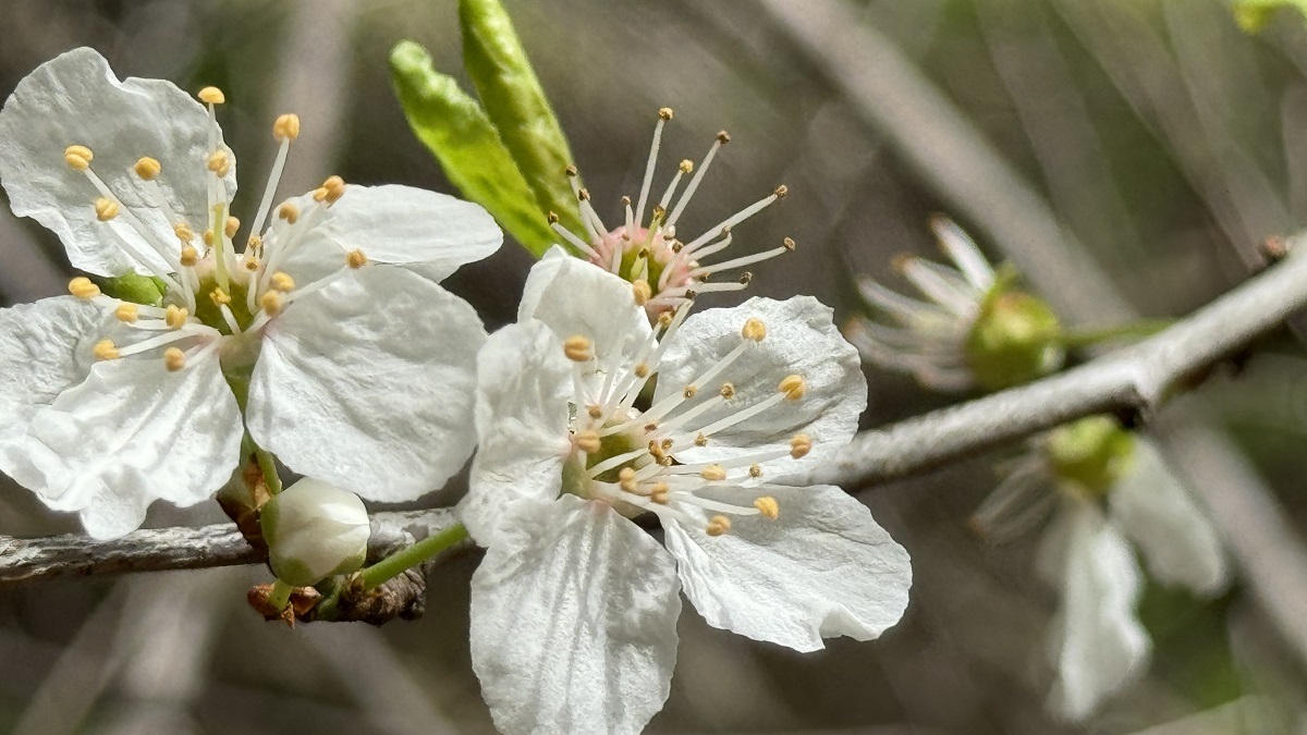 feral-plum-tree-blossoms